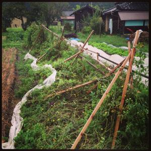 1237059_243192629161835_1352547147_n