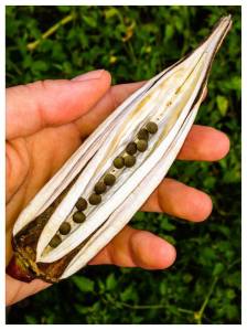 1379473_248045185343246_80105946_n