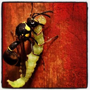 994319_234547316693033_412871196_n