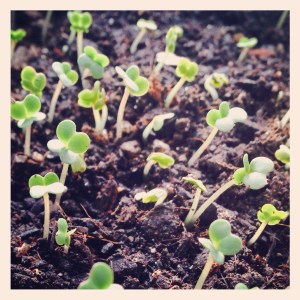 Our first spring seedlings are kale.  This year, we hope to grow a lot more kale to keep up with the demand. Apparently juicing it is all the rage.