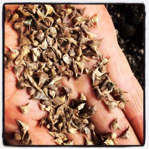 14322317_680069128807514_1091583618007128279_n