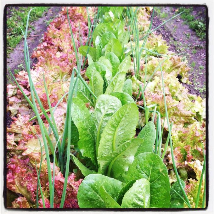 10675511_384029228411507_5663832398800064863_n